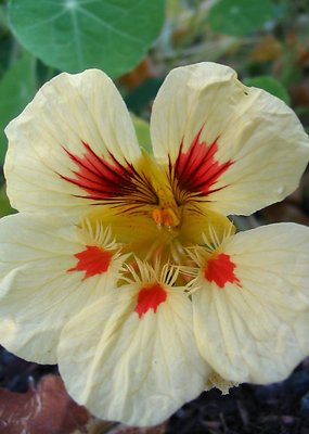 Nasturtium