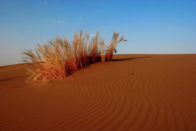 Patterns Of the DeserT