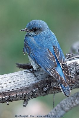 Mountain Bluebird #1