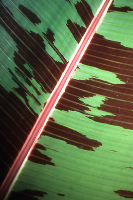 Pattern of Leaf