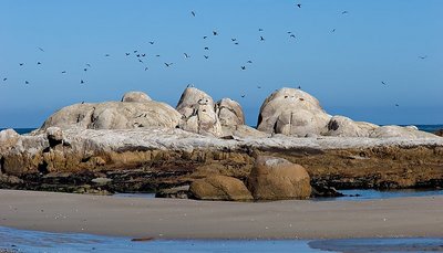 Rock Gulls