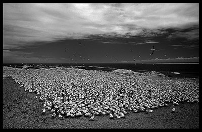 birds