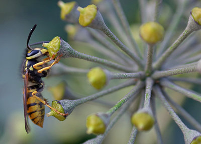 Striped acrobat