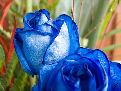 Bleu rose,