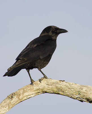 Not a Blackbird, a Crow (thanks Andre!)