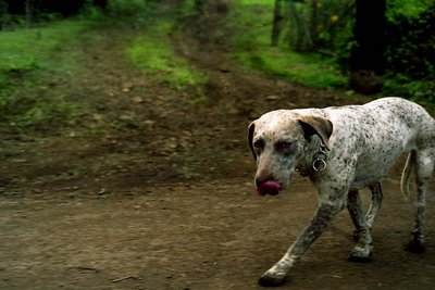 dog on the road