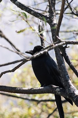 Raven, pensive