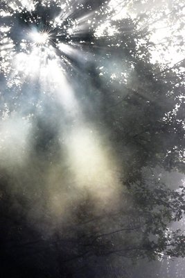 Nebbia nel bosco
