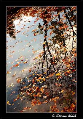 Reflection of Autumn #2