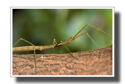 Walking Stick