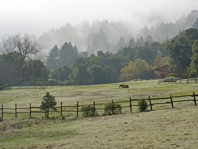 Pasture Woodside