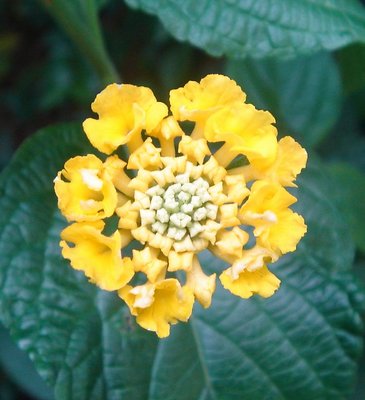 yellow Lantana