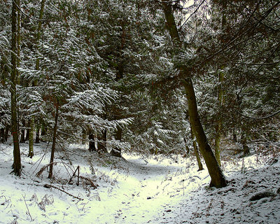 Snowy Woods 1