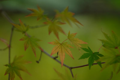 autumn colour 2005 - 2