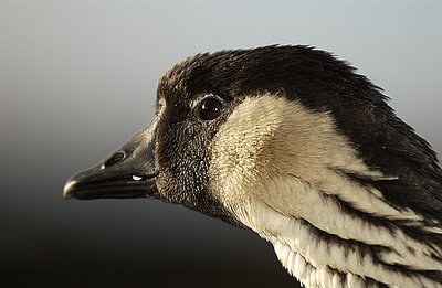 Endangered Nene