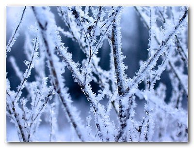 Snow Crystals