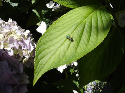 Hortensia & Bug
