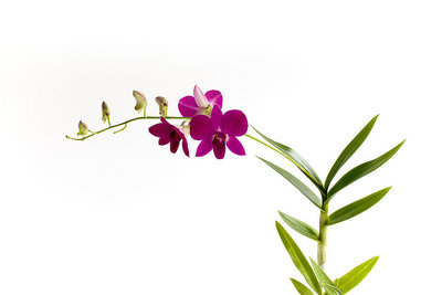 Orchid Profile