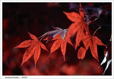 autumn detail
