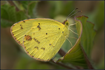 Little Yellow