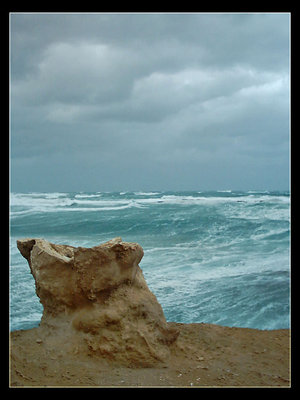 the petrified tree