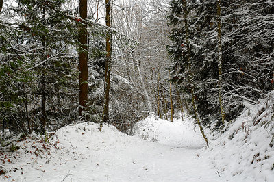 Snowy Woods 3