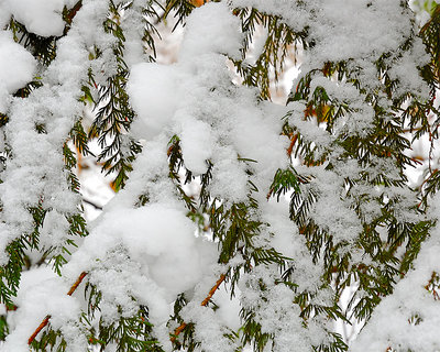 Cedar Boughs