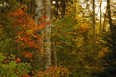 Woods in colour