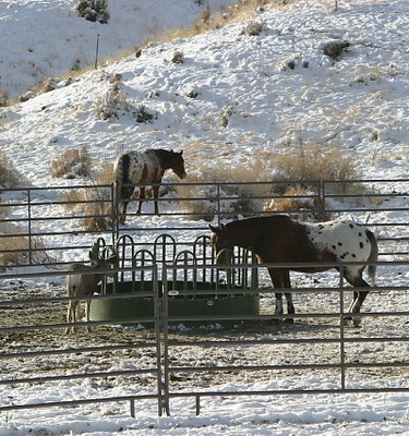 Where The Deer and Horses Eat