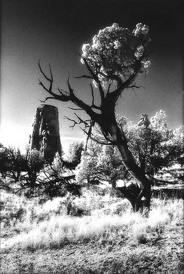 Utah Juniper