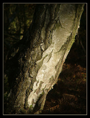 Birch Bark