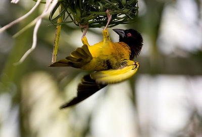 Weaver At Work