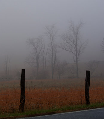 Foggy Scene in Rural Maryland