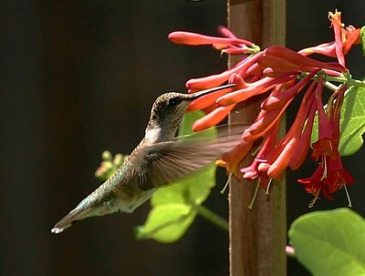 Anna Female Hummingbird "Queenie"