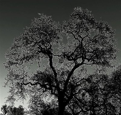 Moonlight Oak