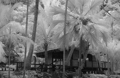 Maui Palms Infrared
