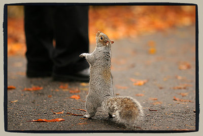 A squirrel asking for food