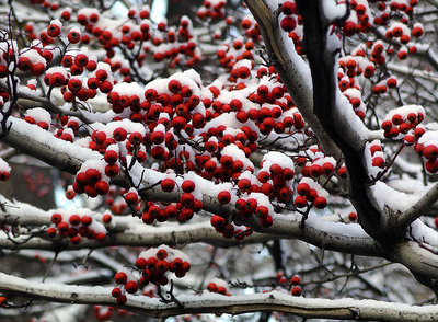 Berry Red