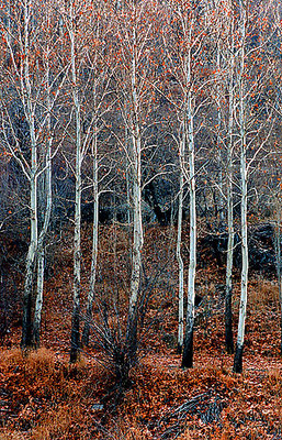 Atumn Trees