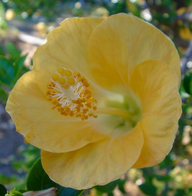 Yellow Hibiscus