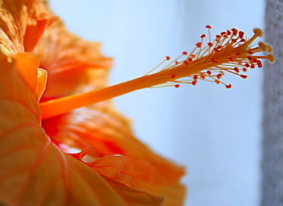 Hibiscus flower