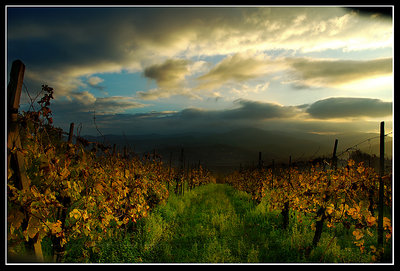 Golden vineyards