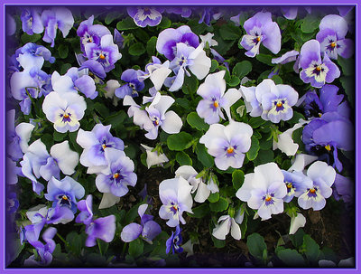 Pansy Choir