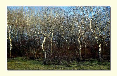 winterly trees