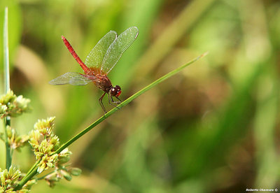 .:: Dragonfly's ballet ::.