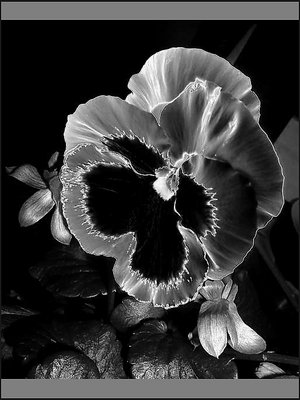 no colors for this pansy....