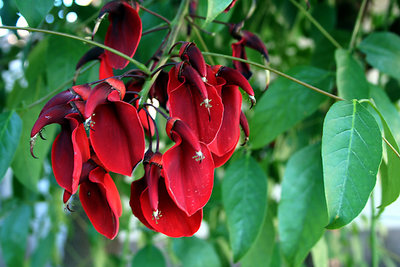 Rojo intrenso II (detalle flor de ceibo)