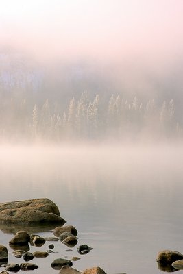 Trees in the Mist