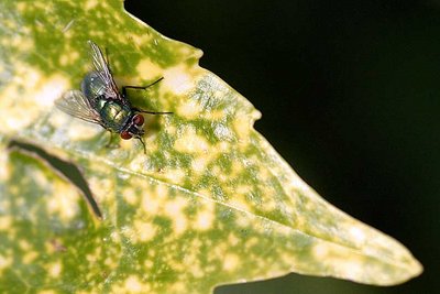 resting on its laurel