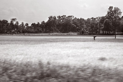 Assam rice field
